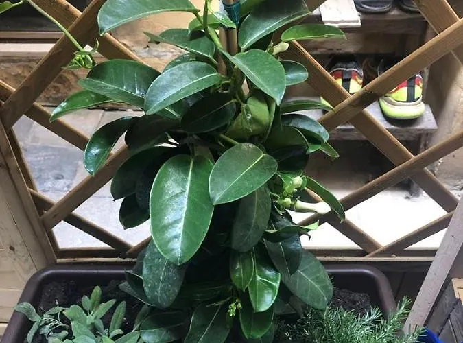 Ampelos شقة سيراكوزا