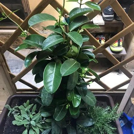 Ampelos Apartament Syrakuzy